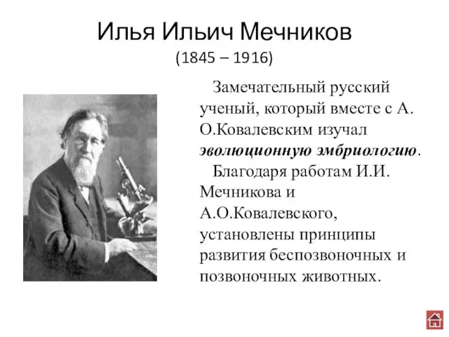 Илья Ильич Мечников (1845 – 1916) Замечательный русский ученый, который вместе