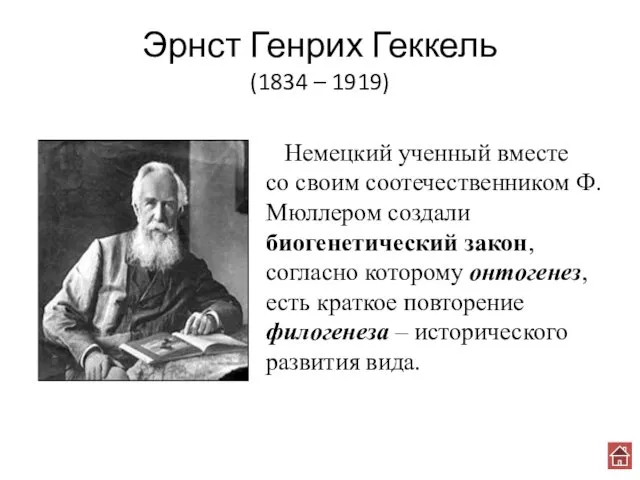 Эрнст Генрих Геккель (1834 – 1919) Немецкий ученный вместе со своим