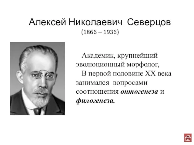 Алексей Николаевич Северцов (1866 – 1936) Академик, крупнейший эволюционный морфолог, В