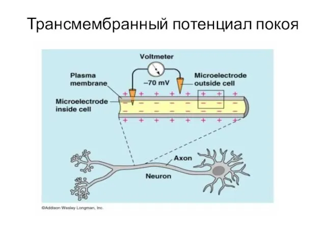 Трансмембранный потенциал покоя