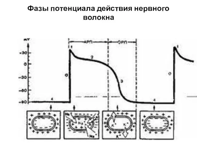 Фазы потенциала действия нервного волокна