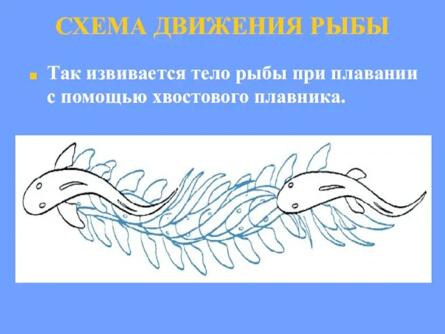 СХЕМА ДВИЖЕНИЯ РЫБЫ Так извивается тело рыбы при плавании с помощью хвостового плавника.