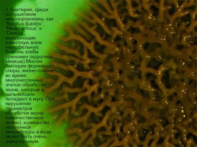 1. Бактерии, среди которыхтакие микроорганизмы, как “Bacillus Subtilis”, “Mesentericus” и “Cereus”,