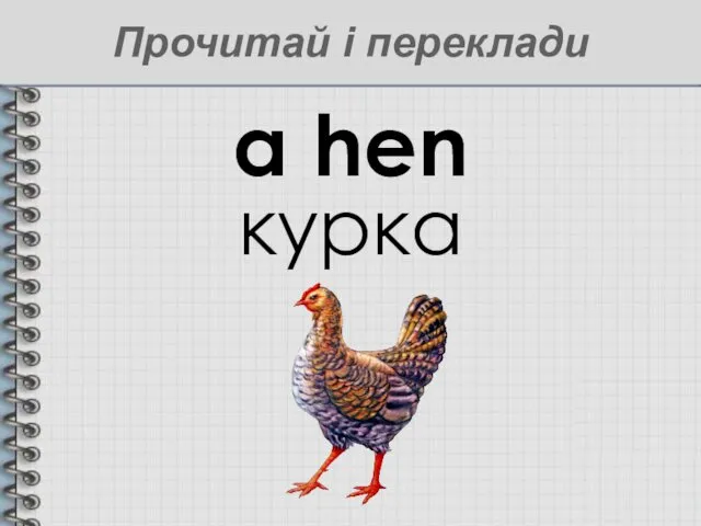 a hen курка Прочитай і переклади