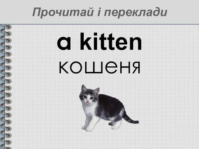 a kitten кошеня Прочитай і переклади