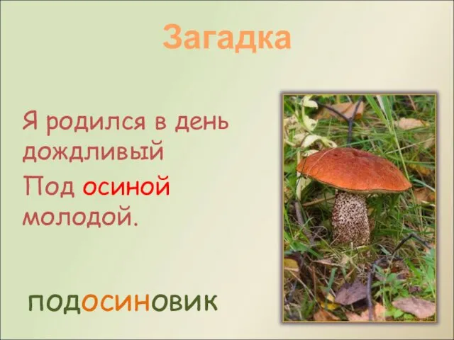 Я родился в день дождливый Под осиной молодой. подосиновик Загадка