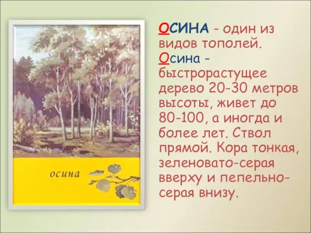 ОСИНА - один из видов тополей. Осина - быстрорастущее дерево 20-30