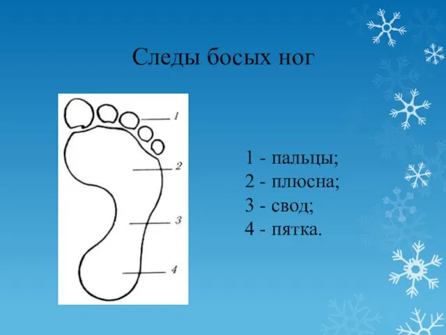 Следы босых ног 1 - пальцы; 2 - плюсна; 3 - свод; 4 - пятка.