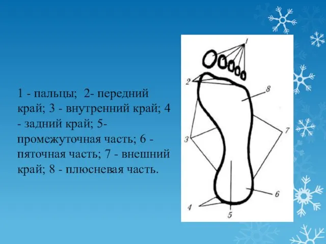 1 - пальцы; 2- передний край; 3 - внутренний край; 4