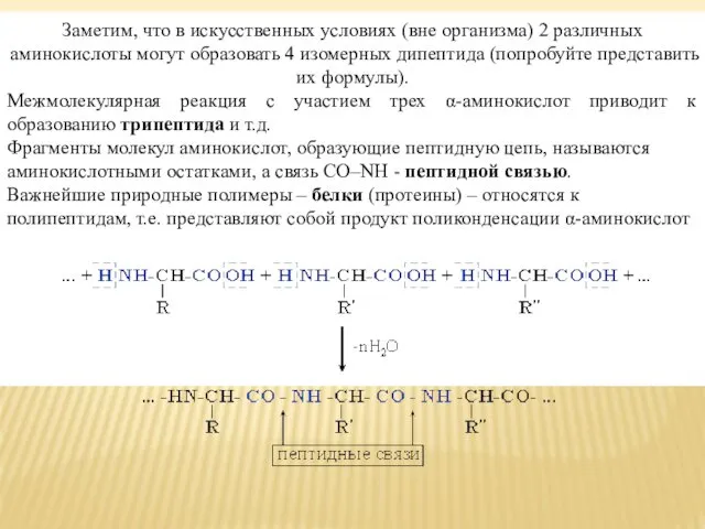 Заметим, что в искусственных условиях (вне организма) 2 различных аминокислоты могут