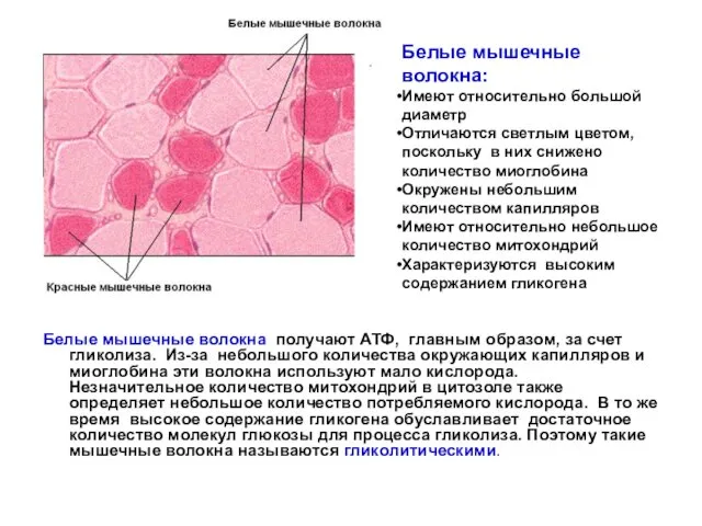 Белые мышечные волокна получают АТФ, главным образом, за счет гликолиза. Из-за