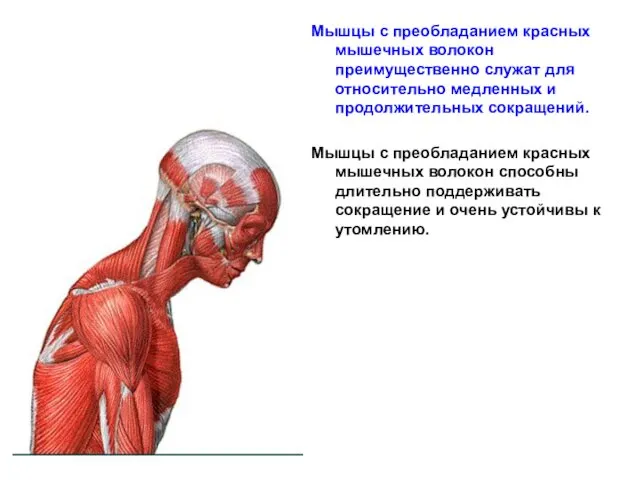 Мышцы с преобладанием красных мышечных волокон преимущественно служат для относительно медленных
