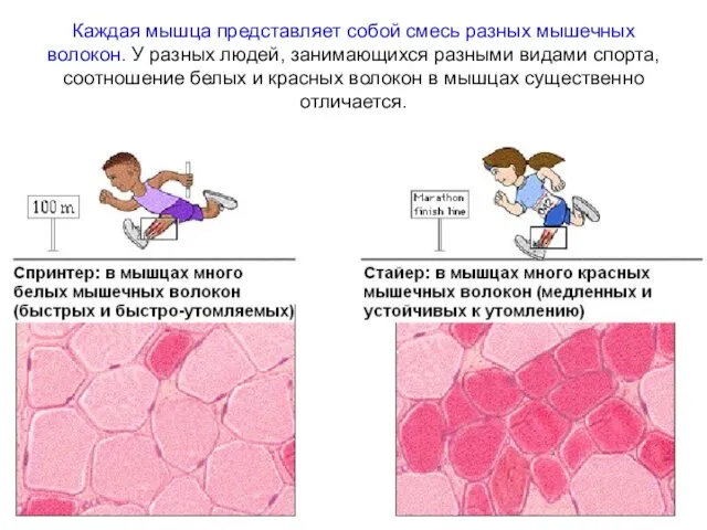 Каждая мышца представляет собой смесь разных мышечных волокон. У разных людей,