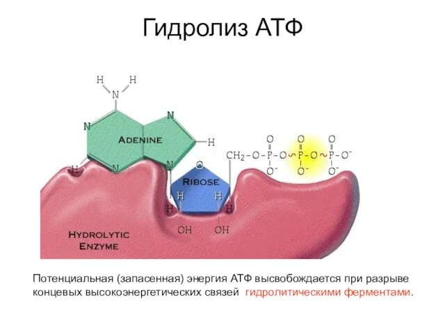 Гидролиз АТФ Потенциальная (запасенная) энергия АТФ высвобождается при разрыве концевых высокоэнергетических связей гидролитическими ферментами.