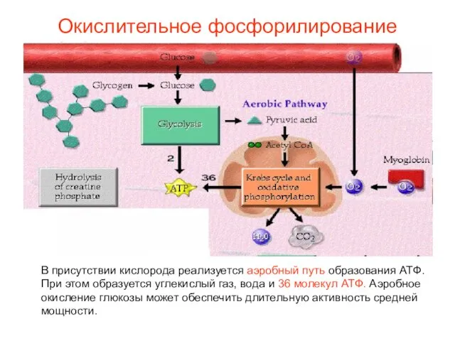 Окислительное фосфорилирование В присутствии кислорода реализуется аэробный путь образования АТФ. При