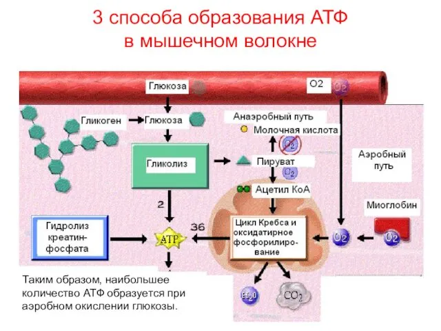 3 способа образования АТФ в мышечном волокне Таким образом, наибольшее количество