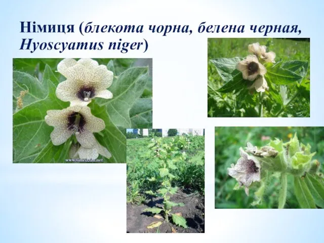 Німиця (блекота чорна, белена черная, Hyoscyamus niger)