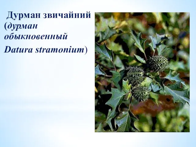 Дурман звичайний (дурман обыкновенный Datura stramonium)