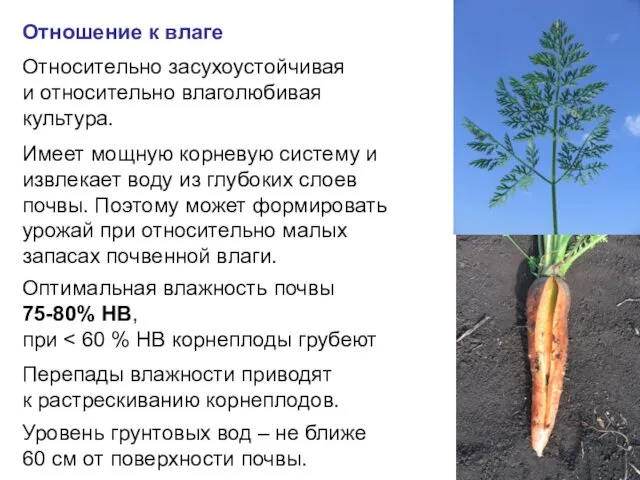 Относительно засухоустойчивая и относительно влаголюбивая культура. Отношение к влаге Имеет мощную