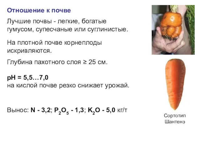 Отношение к почве Лучшие почвы - легкие, богатые гумусом, супесчаные или