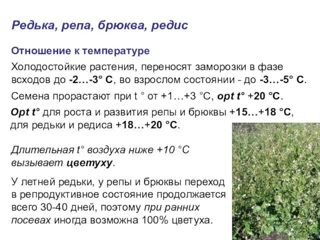 У летней редьки, у репы и брюквы переход в репродуктивное состояние