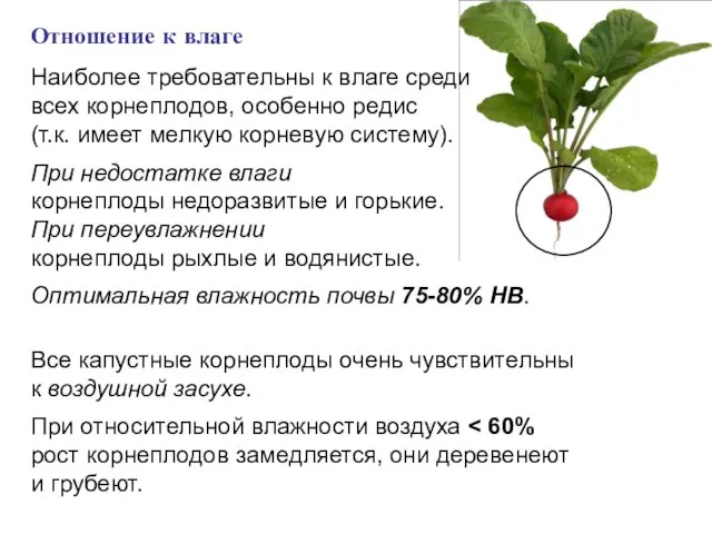 При недостатке влаги корнеплоды недоразвитые и горькие. При переувлажнении корнеплоды рыхлые