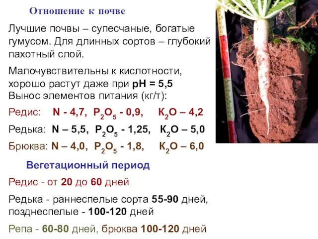 Лучшие почвы – супесчаные, богатые гумусом. Для длинных сортов – глубокий