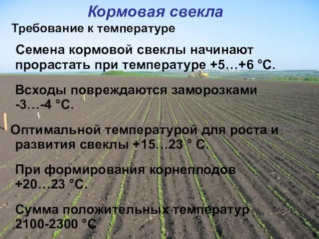 Семена кормовой свеклы начинают прорастать при температуре +5…+6 °С. Всходы повреждаются