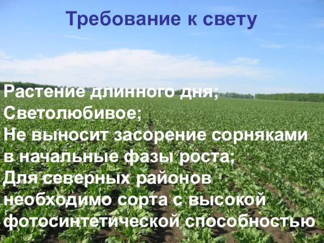 Требование к свету Растение длинного дня; Светолюбивое; Не выносит засорение сорняками