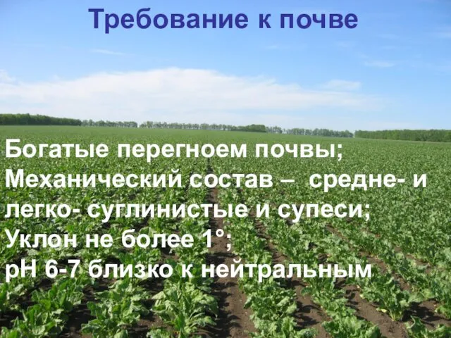 Требование к почве Богатые перегноем почвы; Механический состав – средне- и