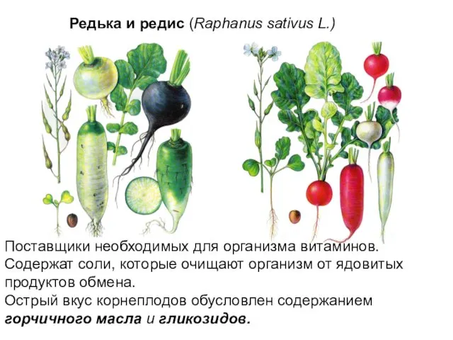 Редька и редис (Raphanus sativus L.) Поставщики необходимых для организма витаминов.