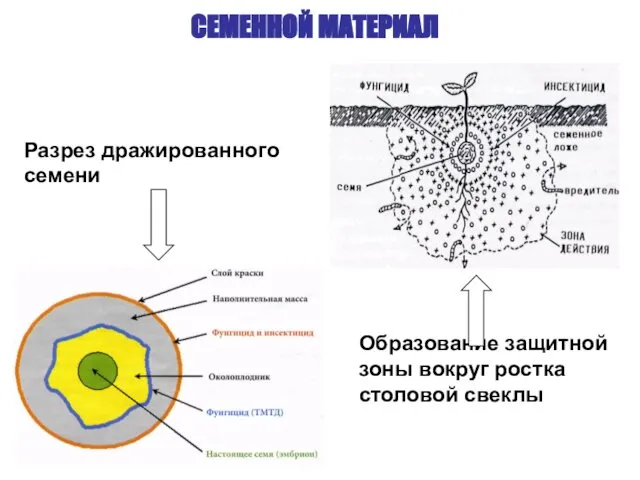 СЕМЕННОЙ МАТЕРИАЛ Разрез дражированного семени Образование защитной зоны вокруг ростка столовой свеклы