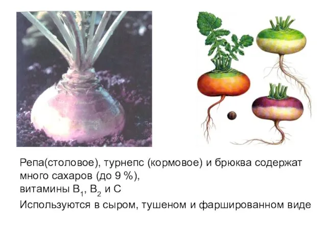 Репа(столовое), турнепс (кормовое) и брюква содержат много сахаров (до 9 %),