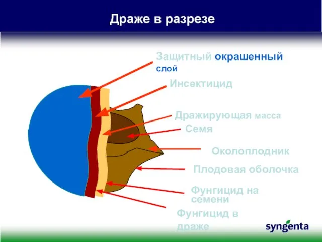 Защитный окрашенный слой Инсектицид Дражирующая масса Околоплодник Семя Фунгицид на семени Плодовая оболочка Фунгицид в драже