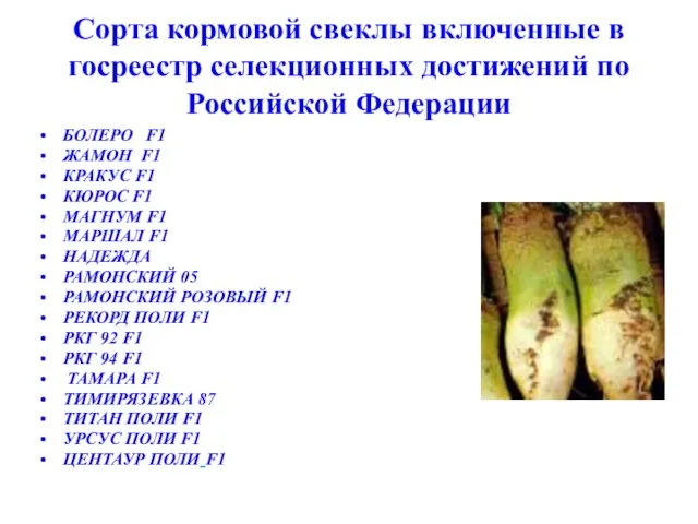 Сорта кормовой свеклы включенные в госреестр селекционных достижений по Российской Федерации