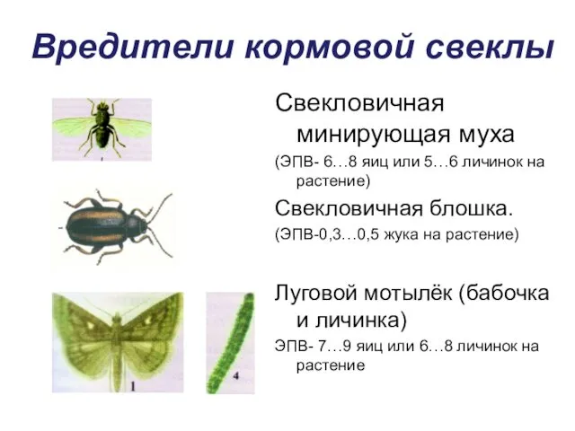 Вредители кормовой свеклы Свекловичная минирующая муха (ЭПВ- 6…8 яиц или 5…6