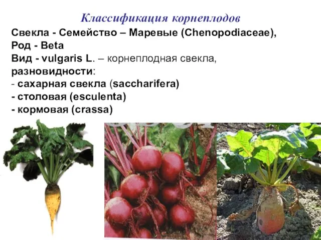 Классификация корнеплодов Свекла - Семейство – Маревые (Chenopodiaceae), Род - Beta