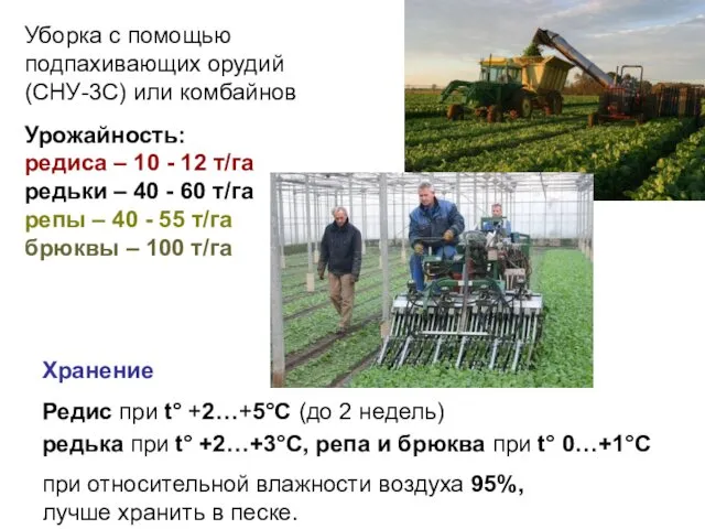Редис при t° +2…+5°С (до 2 недель) Урожайность: редиса – 10