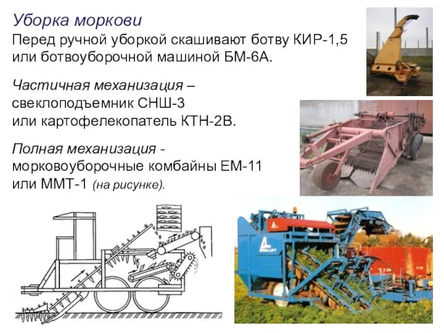 Уборка моркови Перед ручной уборкой скашивают ботву КИР-1,5 или ботвоуборочной машиной