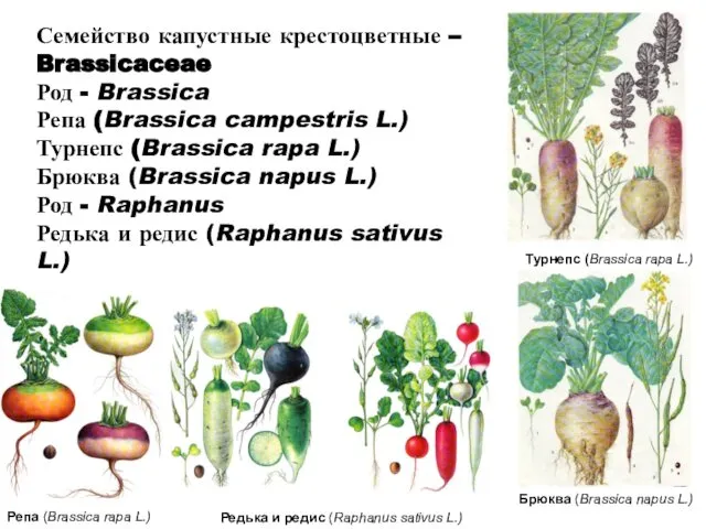 Семейство капустные крестоцветные – Brassicaceae Род - Brassica Репа (Brassica campestris