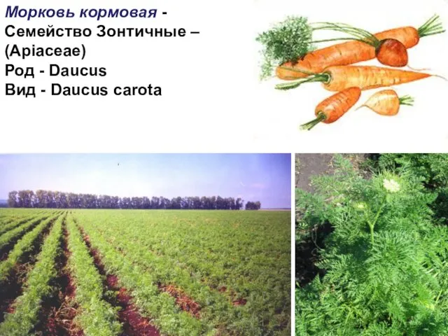 Морковь кормовая - Семейство Зонтичные – (Apiaceae) Род - Daucus Вид - Daucus carota
