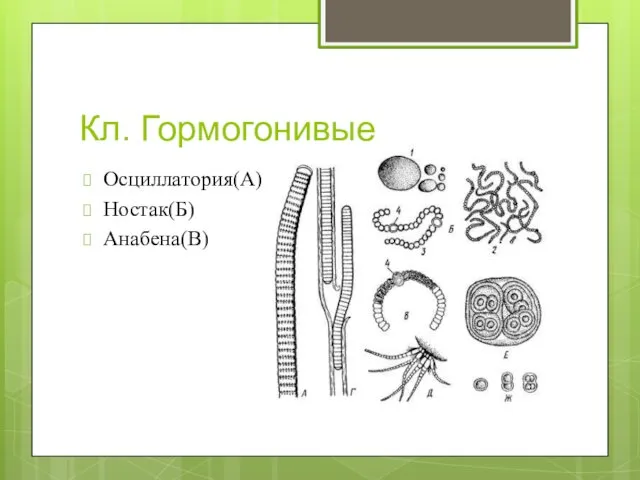 Кл. Гормогонивые Осциллатория(А) Ностак(Б) Анабена(В)