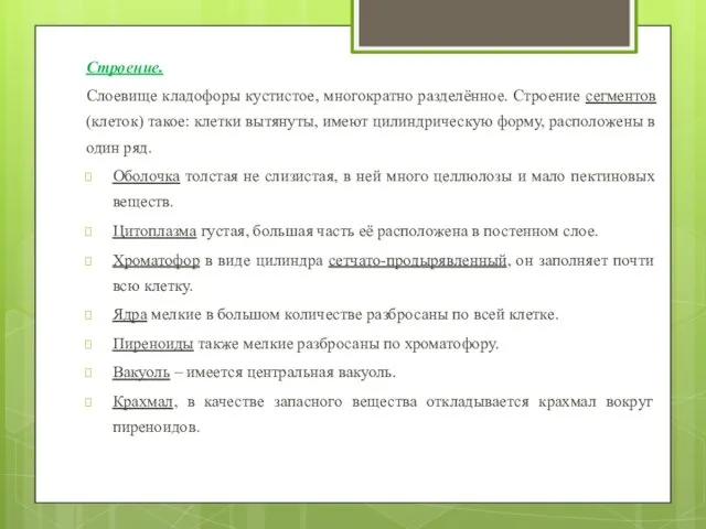 Строение. Слоевище кладофоры кустистое, многократно разделённое. Строение сегментов (клеток) такое: клетки