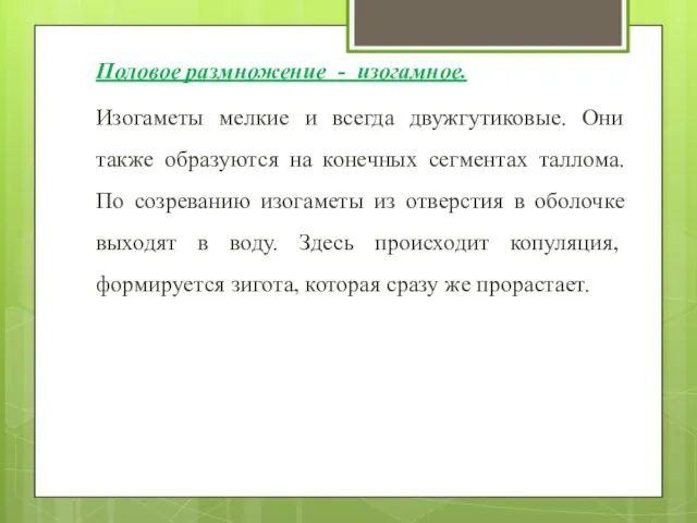 Половое размножение - изогамное. Изогаметы мелкие и всегда двужгутиковые. Они также