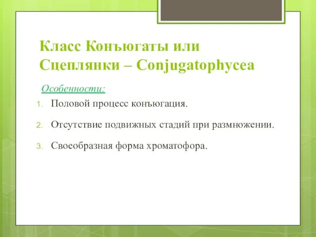 Класс Конъюгаты или Сцеплянки – Conjugatophycea Особенности: Половой процесс конъюгация. Отсутствие