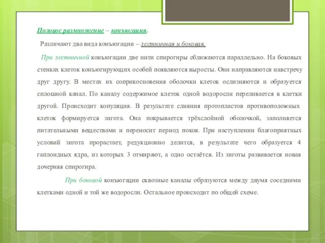 Половое размножение – конъюгация. Различают два вида конъюгации – лестничная и