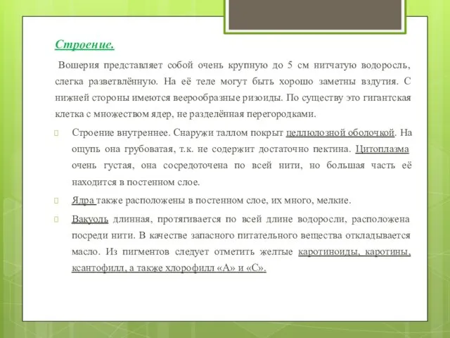 Строение. Вошерия представляет собой очень крупную до 5 см нитчатую водоросль,