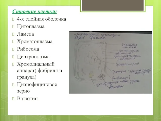 Строение клетки: 4-х слойная оболочка Цитоплазма Ламела Хроматоплазма Рибосома Центроплазма Хромодиальный