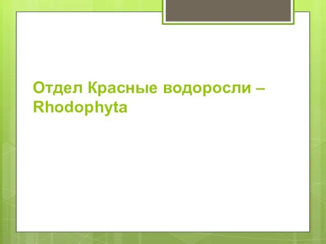 Отдел Красные водоросли – Rhodophyta