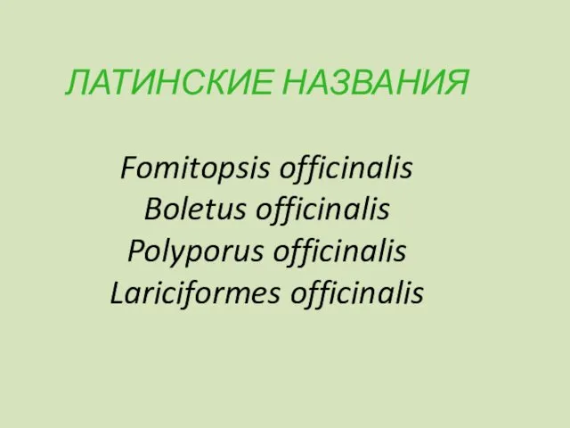 ЛАТИНСКИЕ НАЗВАНИЯ Fomitopsis officinalis Boletus officinalis Polyporus officinalis Lariciformes officinalis